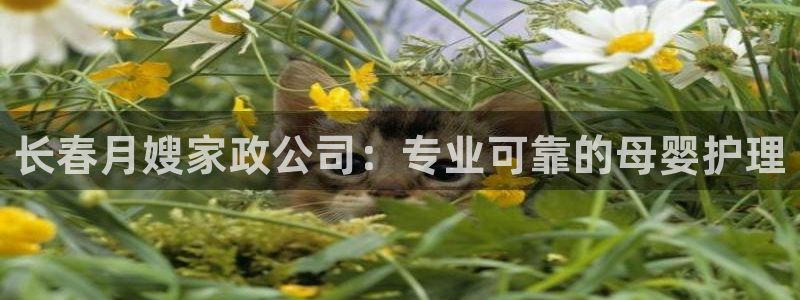 杏悦是什么平台