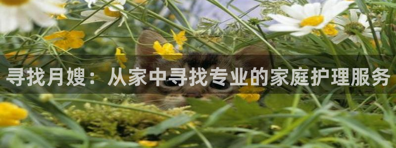 杏悦平台代理怎么样