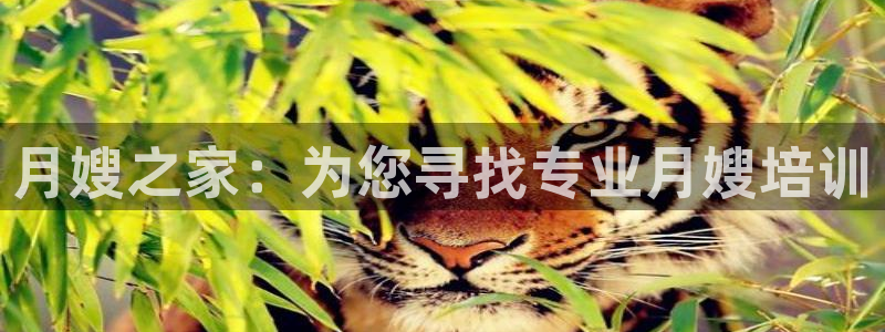 杏悦主管